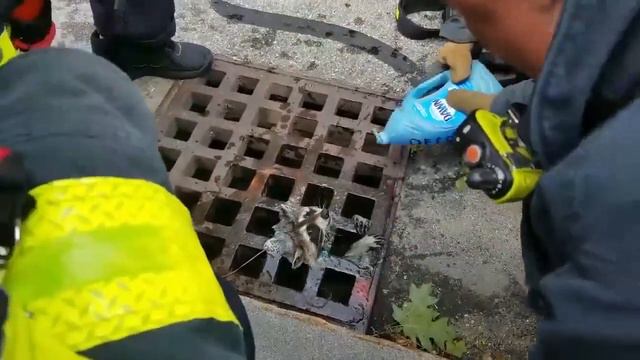 Спасение енота смотреть онлайн