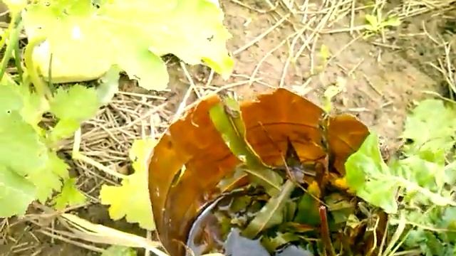 Удобрение для кабачков и огурцов.Народное средство для удобрения кабачков и огурцов и тыквы смотреть онлайн