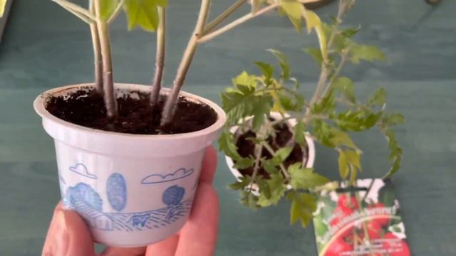 Томат Комнатный сюрприз - лучший томат для выращивания в комнатных условиях. смотреть онлайн