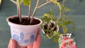 Томат Комнатный сюрприз - лучший томат для выращивания в комнатных условиях.