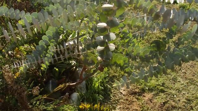 Eucalyptus pulverulenta Baby blue смотреть онлайн