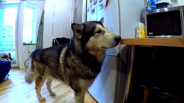 ТОП #ПОПА по версии хаски / BEST #ASS by version husky смотреть онлайн
