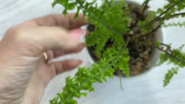 Комнатные цветы. Большой обзор моих растений в зале.