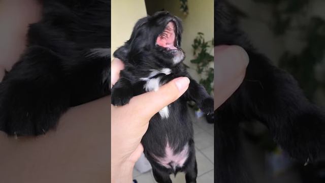 Черный длинношёрстный мальчик чихуахуа продается Симферополь смотреть онлайн