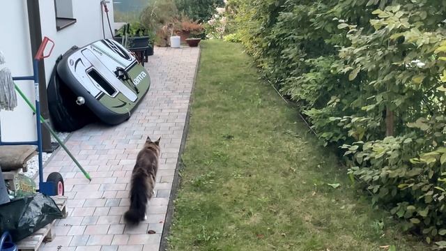 Бойкий птенец и речь кота Арчи смотреть онлайн