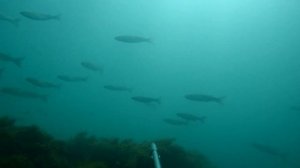 Подводная охота в Каспийском море, Дербент, июль 2023