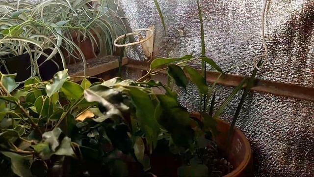 2 месяца без полива и присмотра смотреть онлайн