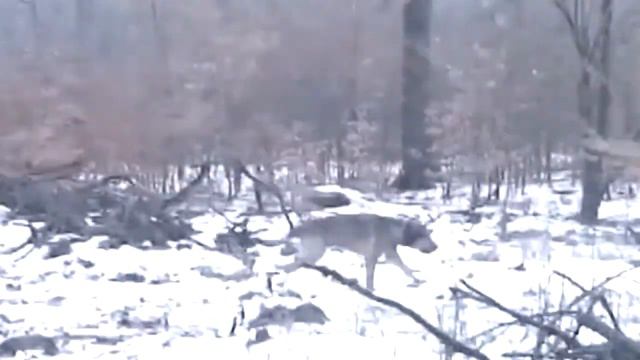 5 НЕОБЪЯСНИМЫХ И СТРАШНЫХ ВИДЕО............................ смотреть онлайн