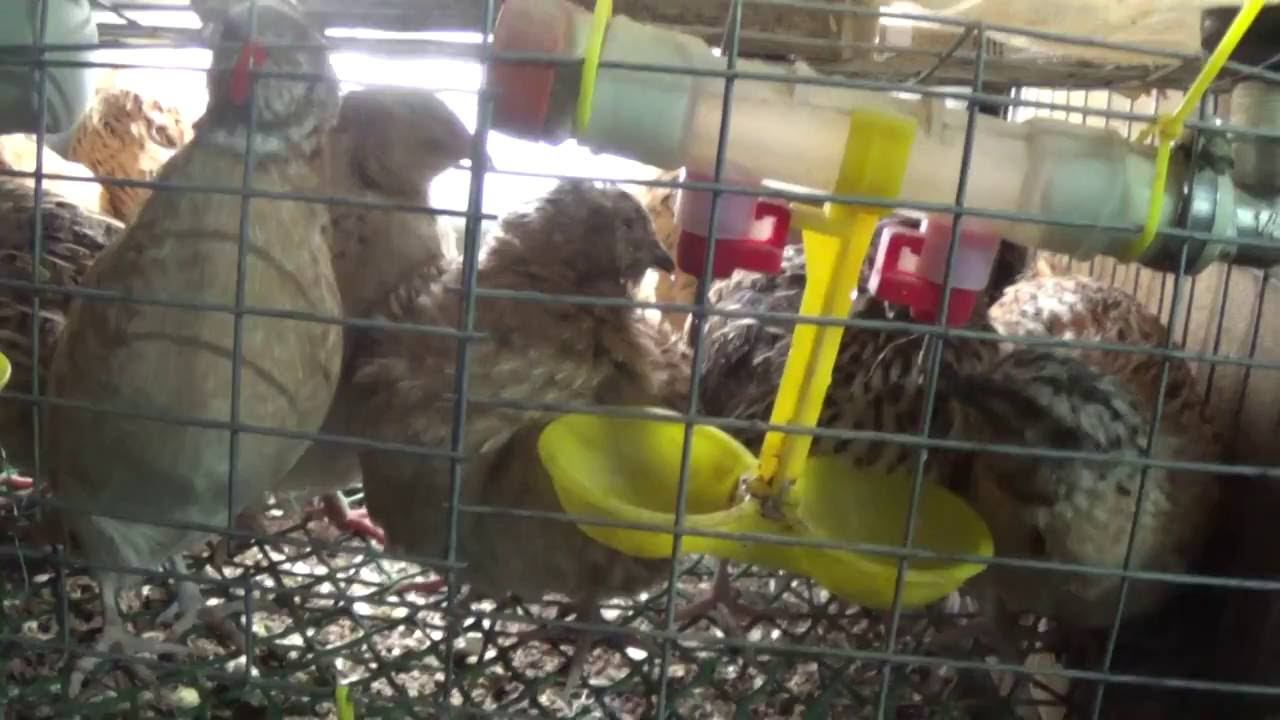 Разведение перепелок в гараже. смотреть онлайн