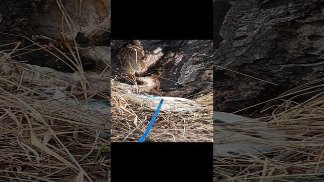 мой питомец.Кролик смотреть онлайн