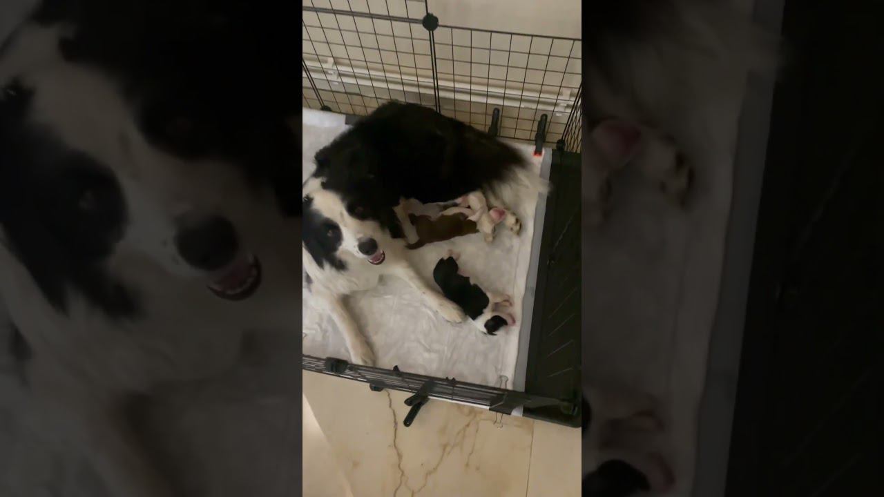 Ножной удушающий)