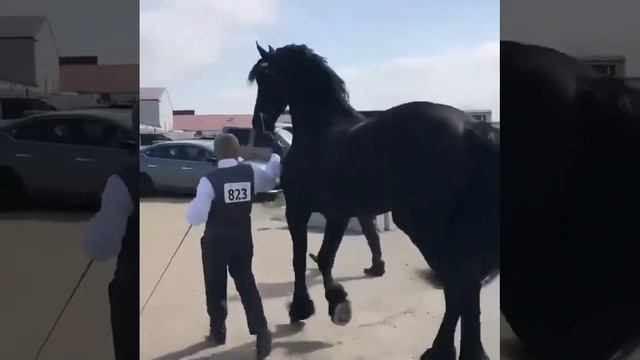 красавец #лошади #фриз #породы_лошадей смотреть онлайн