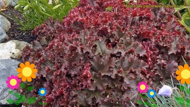 Гейхера гибридная Жаркий огонь. Краткий обзор, описание характеристик heuchera Melting Fire смотреть онлайн