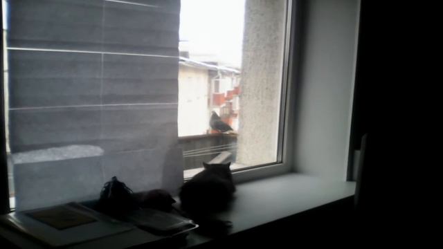Моя кошка и голубь на балконе 🐈🐦 смотреть онлайн