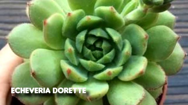 ECHEVERIAS RARAS CONHEÇA AS 20 MAIS LINDAS PARA SUA COLEÇÃO