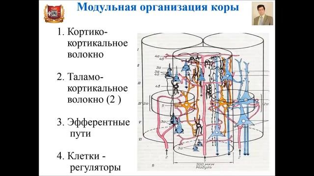 Лекция № 9. Центральная нервная система. Лекция по гистологии. смотреть онлайн