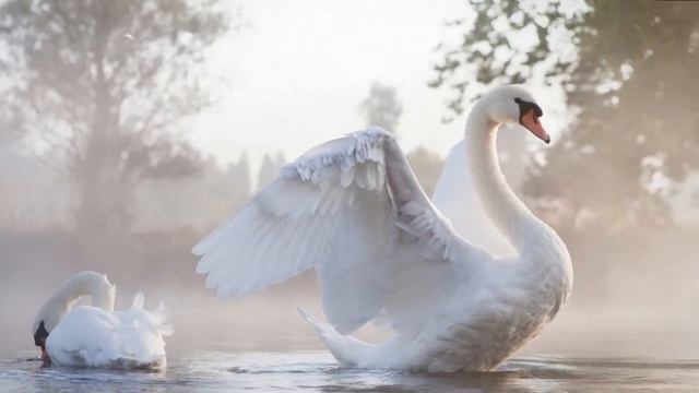 Песня "Белые крылья" исполняет Александр Попондуполо. смотреть онлайн