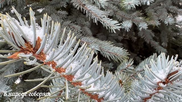 Синица стучит в окно: к чему это?! Народные приметы и поверья. смотреть онлайн