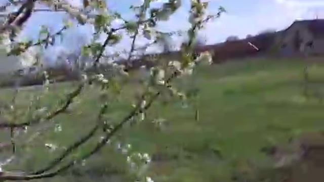 Цветение вишни, черешни, сливы, алычи смотреть онлайн