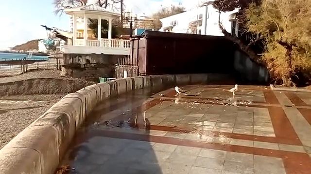 В Ялте на Набережной едят голубей. Слабонервным не смотреть!!!! смотреть онлайн