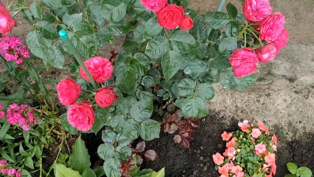 Цветение молодых роз Piano, Pomponella, Abraham Darby. смотреть онлайн