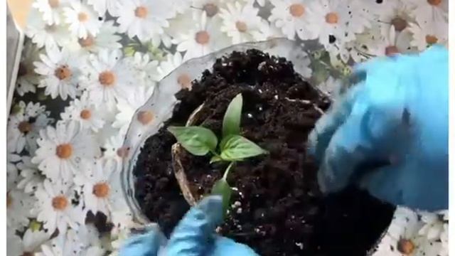 Как посадить растение в торфяном горшке. смотреть онлайн