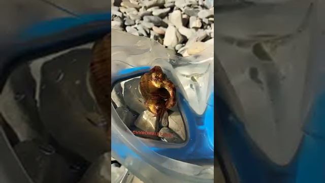 Рак отшельник с черного моря смотреть онлайн