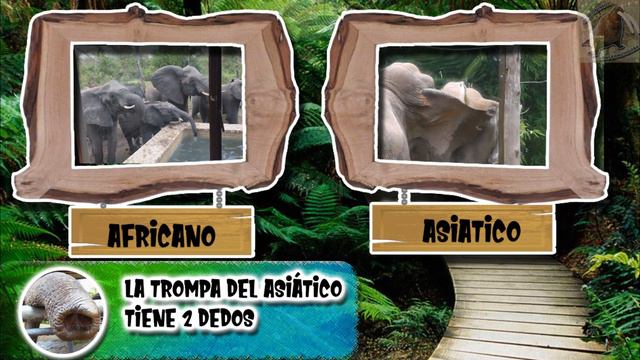 diferencias entre elefante asiático y africano – Sabias que смотреть онлайн