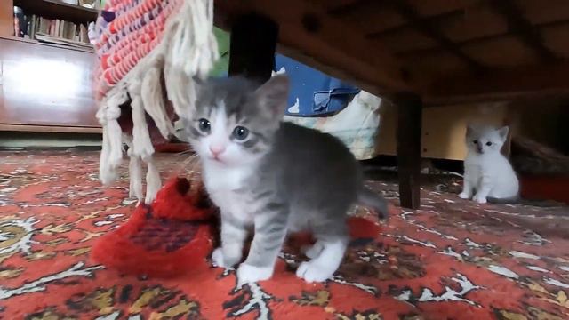 Бусинкины дети.Весна.Предпоследняя тыква. смотреть онлайн