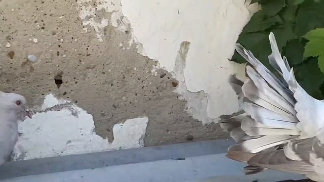 Голуби павлины. Индийские павлины 2020. Небесные Indian Fantail Pigeon