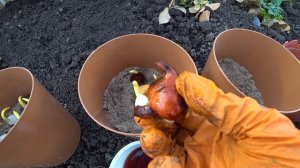 Посадка тюльпанов весной в горшки?