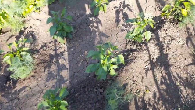 ПОХОДИМ ПО ОГОРОДУ//НАШ СПОСОБ ХОТЯ БЫ НЕМНОГО ИЗБАВИТЬСЯ ОТ МУРАВЬЕВ// смотреть онлайн