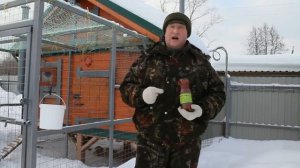 Самые полезные витамины  для кур несушек. ( рыбий жир).