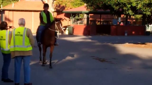 So Secret-Smooth Mover Filly смотреть онлайн