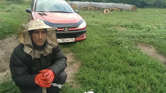 Незваные гости//Шершни строят гнездо в доме//Ликвидация гнезда.