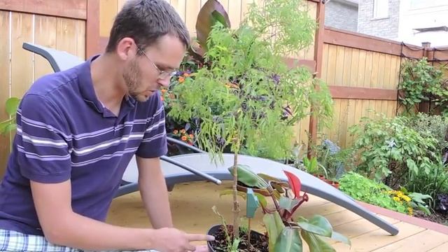 Ming Arailia - How I Keep Mine Alive (Polyscias Fruticosa) смотреть онлайн