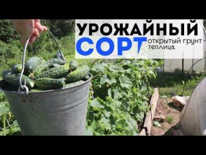 Самый урожайный сорт огурцов! В любое лето хоть холодное,хоть жаркое урожай зашкаливает.  КураЖ f1