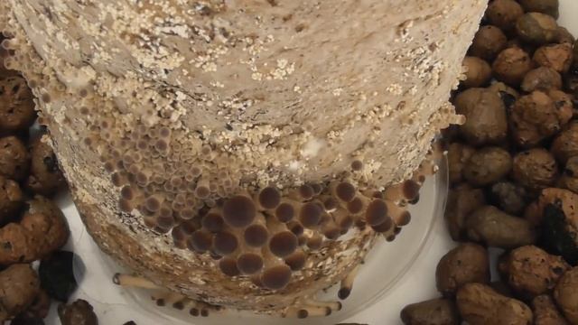 Выращивание опят круглый год в домашних условиях смотреть онлайн