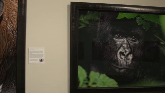 Thomas D. Mangelsen: A Life in the Wild смотреть онлайн