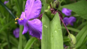 Традесканция.