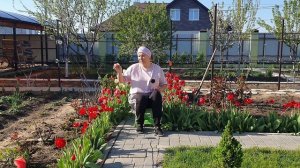 Тюльпаны весной. Как сажать, обрезать и выращивать тюльпаны