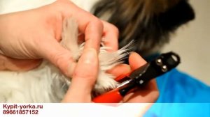 Как стричь когти щенку / Щенок йорка