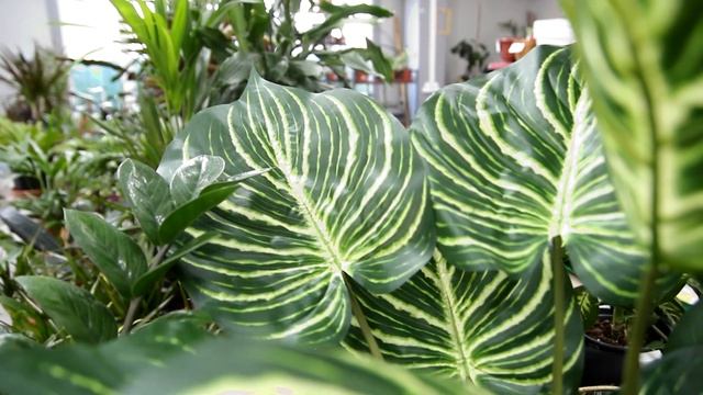 УХОД ЗА КОМНАТНЫМИ РАСТЕНИЯМИ ЗИМОЙ! ОБЩИЕ РЕКОМЕНДАЦИИ #сад #огород #комнатныерастения смотреть онлайн