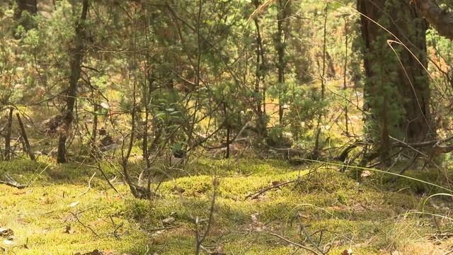 Где можно бесплатно проверить на радионуклиды собранные для себя грибы и ягоды смотреть онлайн