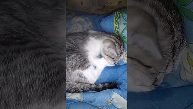 Моя кошка сосет лапу смотреть онлайн