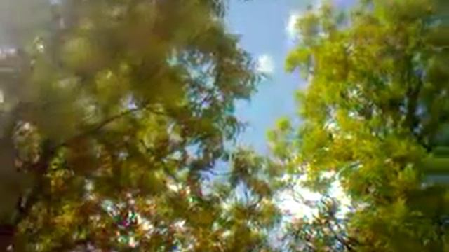 СЕРЫЕ ВОРОНЫ БЕСПОКОЯТСЯ ЗА СВОИХ ПТЕНЦОВ. смотреть онлайн