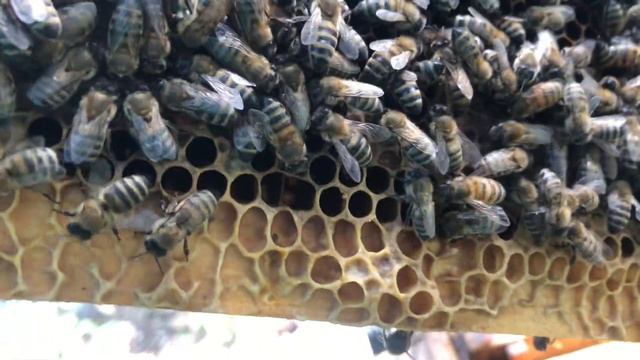 Две пчеломатки на одном соте! Что происходит с пчёлами в августе на пасеке? смотреть онлайн