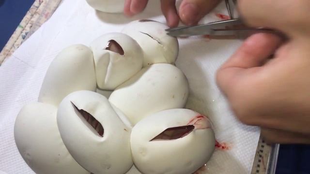 Cutting eggs, Ball Python clutch #1, 2014 (Albino x het.) смотреть онлайн