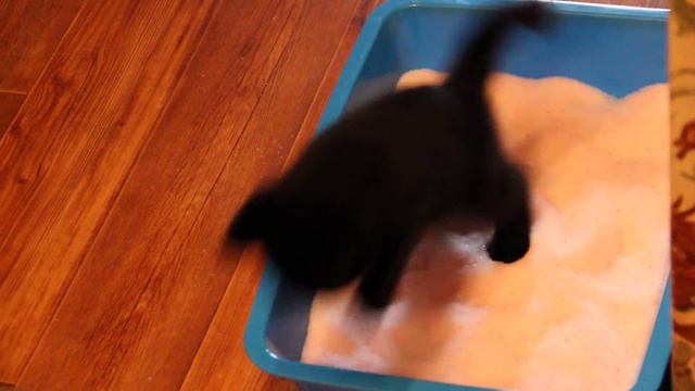 котёнок играет в лотке (kitten playing in the tray for the toilet) смотреть онлайн