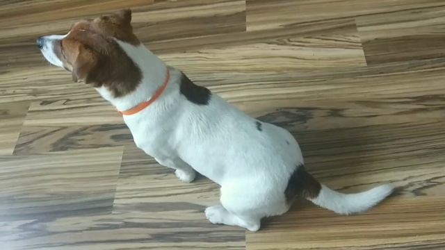 Как научить собаку команде сидеть? смотреть онлайн